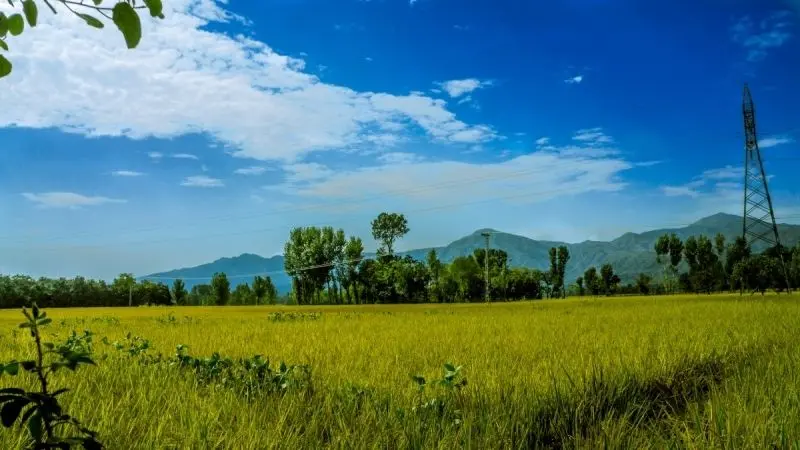 Phong cảnh cánh đồng tuyệt đẹp khi cánh đồng lúa chín, tạo thành bức tranh tuyệt mỹ. Phong cảnh cánh đồng tuyệt đẹp khi cánh đồng lúa chín, tạo thành bức tranh tuyệt mỹ.