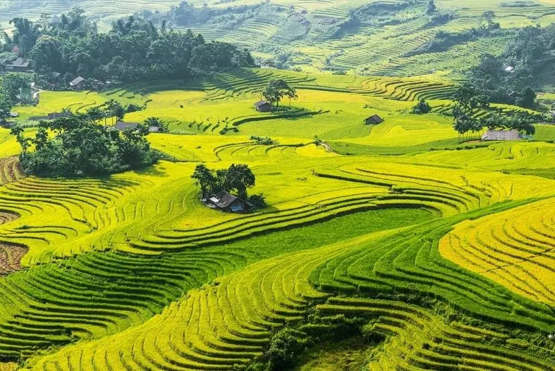 Phong cảnh cánh đồng trải dài, với cánh đồng lúa chín vàng rực rỡ. Phong cảnh cánh đồng trải dài, với cánh đồng lúa chín vàng rực rỡ.