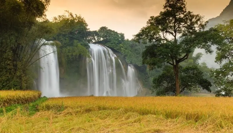 Phong cảnh cánh đồng lúa xanh, mang lại không gian yên tĩnh và thư thái cho tâm hồn. Phong cảnh cánh đồng lúa xanh, mang lại không gian yên tĩnh và thư thái cho tâm hồn.