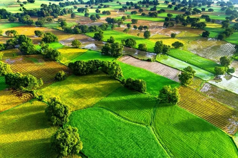 Phong cảnh cánh đồng tuyệt đẹp, được tô điểm bởi màu vàng của cánh đồng lúa chín. Phong cảnh cánh đồng tuyệt đẹp, được tô điểm bởi màu vàng của cánh đồng lúa chín.