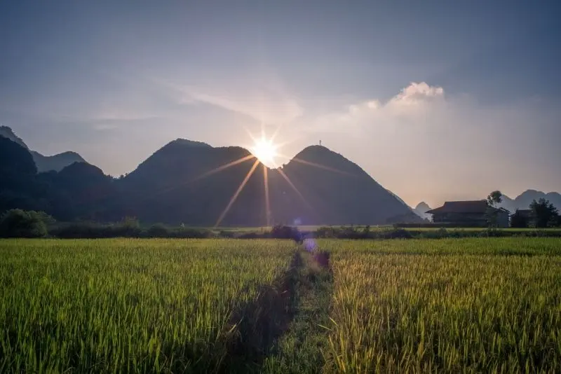 Phong cảnh cánh đồng lúa xanh bát ngát, gợi nhớ về những ngày hè tươi đẹp. Phong cảnh cánh đồng lúa xanh bát ngát, gợi nhớ về những ngày hè tươi đẹp.
