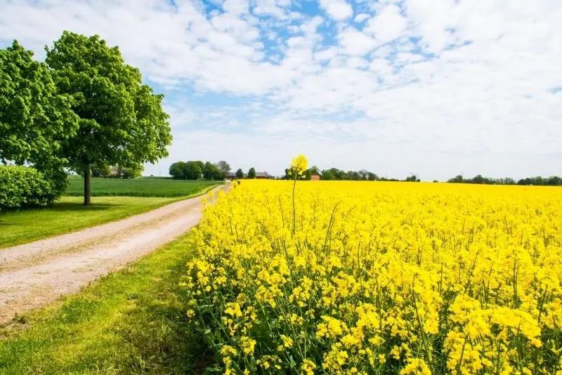 Phong cảnh cánh đồng tuyệt đẹp, được tô điểm bởi màu vàng của cánh đồng lúa chín. Phong cảnh cánh đồng tuyệt đẹp, được tô điểm bởi màu vàng của cánh đồng lúa chín.
