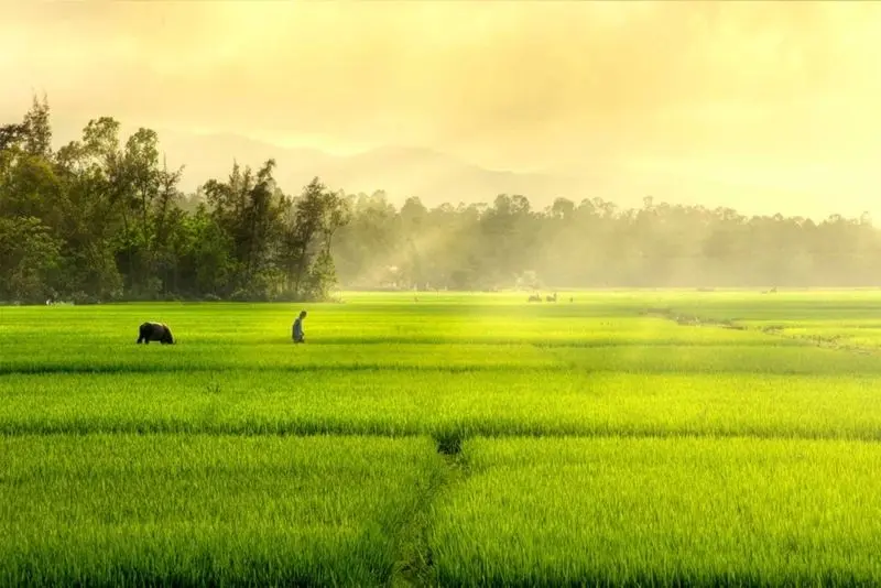 Phong cảnh cánh đồng tuyệt đẹp, được tô điểm bởi màu vàng của cánh đồng lúa chín. Phong cảnh cánh đồng tuyệt đẹp, được tô điểm bởi màu vàng của cánh đồng lúa chín.