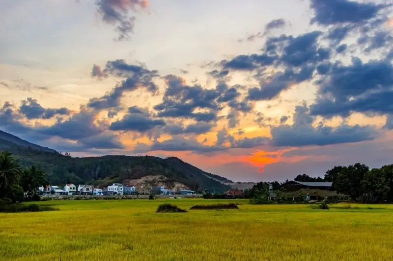 Phong cảnh cánh đồng tuyệt đẹp, được tô điểm bởi màu vàng của cánh đồng lúa chín. Phong cảnh cánh đồng tuyệt đẹp, được tô điểm bởi màu vàng của cánh đồng lúa chín.