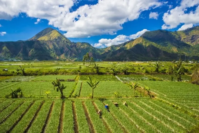 Phong cảnh cánh đồng tuyệt đẹp, được tô điểm bởi màu vàng của cánh đồng lúa chín. Phong cảnh cánh đồng tuyệt đẹp, được tô điểm bởi màu vàng của cánh đồng lúa chín.