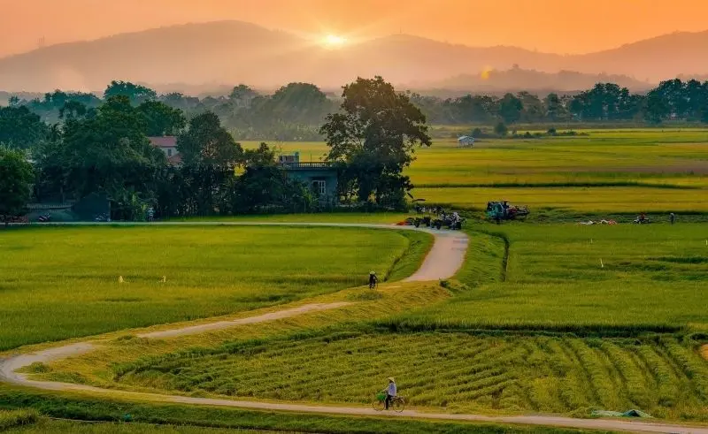 Phong cảnh cánh đồng tuyệt đẹp, được tô điểm bởi màu vàng của cánh đồng lúa chín. Phong cảnh cánh đồng tuyệt đẹp, được tô điểm bởi màu vàng của cánh đồng lúa chín.