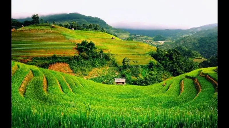 Phong cảnh cánh đồng tuyệt đẹp, được tô điểm bởi màu vàng của cánh đồng lúa chín. Phong cảnh cánh đồng tuyệt đẹp, được tô điểm bởi màu vàng của cánh đồng lúa chín.