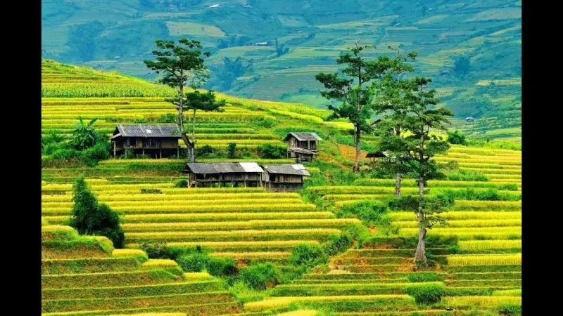 Phong cảnh cánh đồng tuyệt đẹp, được tô điểm bởi màu vàng của cánh đồng lúa chín. Phong cảnh cánh đồng tuyệt đẹp, được tô điểm bởi màu vàng của cánh đồng lúa chín.