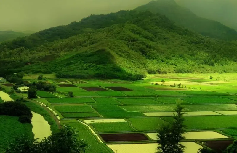 Phong cảnh cánh đồng tuyệt đẹp, được tô điểm bởi màu vàng của cánh đồng lúa chín. Phong cảnh cánh đồng tuyệt đẹp, được tô điểm bởi màu vàng của cánh đồng lúa chín.