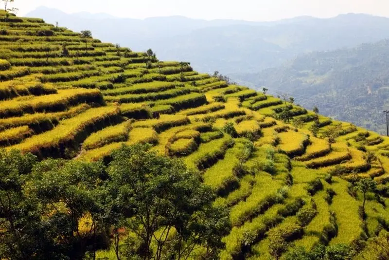 Phong cảnh cánh đồng tuyệt đẹp, được tô điểm bởi màu vàng của cánh đồng lúa chín. Phong cảnh cánh đồng tuyệt đẹp, được tô điểm bởi màu vàng của cánh đồng lúa chín.