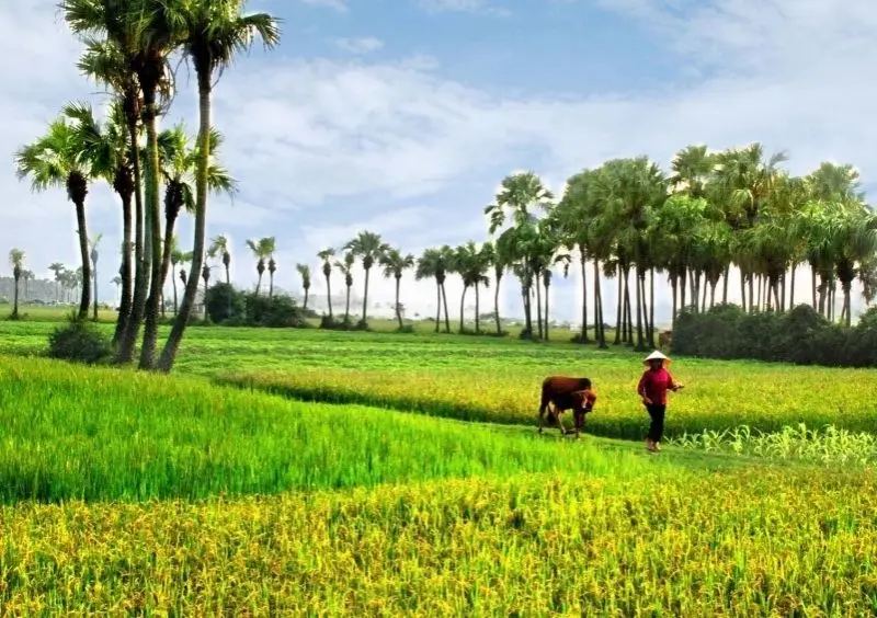 Vẻ đẹp của phong cảnh cánh đồng mùa lúa chín vàng tạo nên một không gian tuyệt vời. Vẻ đẹp của phong cảnh cánh đồng mùa lúa chín vàng tạo nên một không gian tuyệt vời.