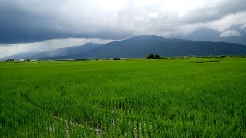 Phong cảnh cánh đồng tuyệt đẹp, được tô điểm bởi màu vàng của cánh đồng lúa chín. Phong cảnh cánh đồng tuyệt đẹp, được tô điểm bởi màu vàng của cánh đồng lúa chín.