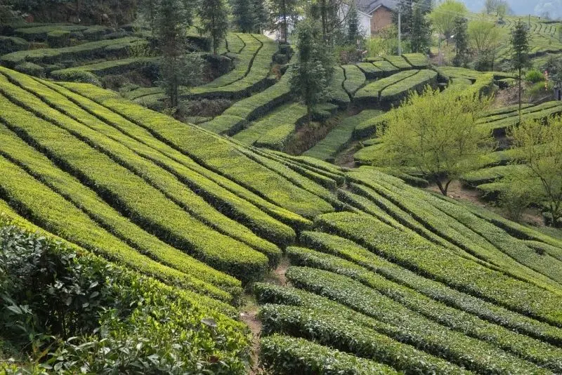 Phong cảnh cánh đồng tuyệt đẹp, được tô điểm bởi màu vàng của cánh đồng lúa chín. Phong cảnh cánh đồng tuyệt đẹp, được tô điểm bởi màu vàng của cánh đồng lúa chín.