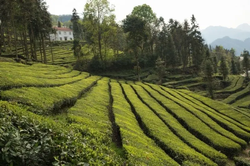 Phong cảnh cánh đồng tuyệt đẹp, được tô điểm bởi màu vàng của cánh đồng lúa chín. Phong cảnh cánh đồng tuyệt đẹp, được tô điểm bởi màu vàng của cánh đồng lúa chín.