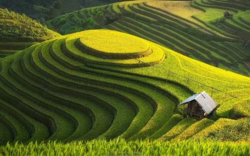 Phong cảnh cánh đồng tuyệt đẹp, được tô điểm bởi màu vàng của cánh đồng lúa chín. Phong cảnh cánh đồng tuyệt đẹp, được tô điểm bởi màu vàng của cánh đồng lúa chín.