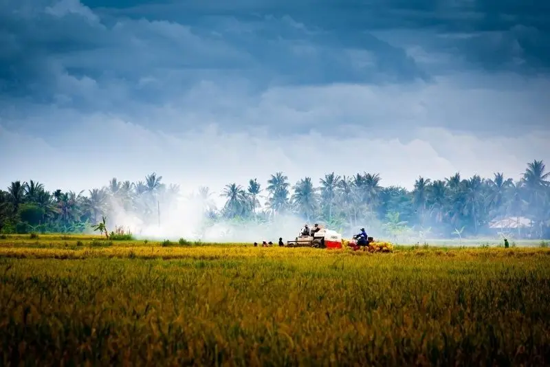 Phong cảnh cánh đồng tuyệt đẹp, được tô điểm bởi màu vàng của cánh đồng lúa chín. Phong cảnh cánh đồng tuyệt đẹp, được tô điểm bởi màu vàng của cánh đồng lúa chín.