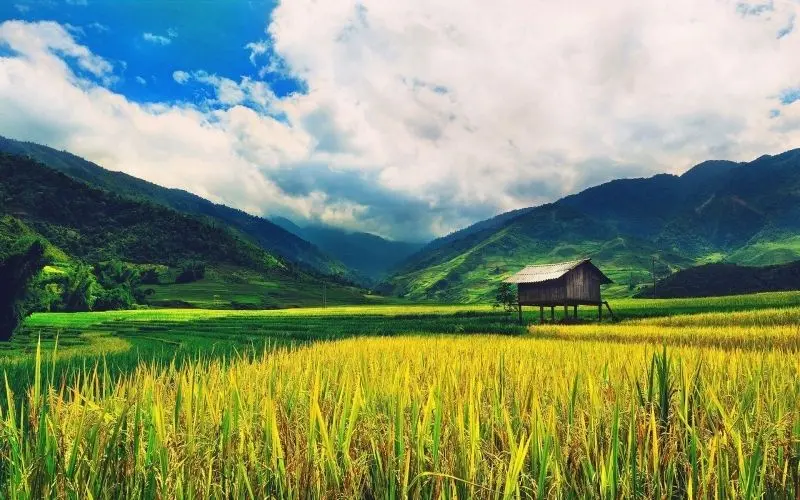 Phong cảnh cánh đồng tuyệt đẹp, được tô điểm bởi màu vàng của cánh đồng lúa chín. Phong cảnh cánh đồng tuyệt đẹp, được tô điểm bởi màu vàng của cánh đồng lúa chín.