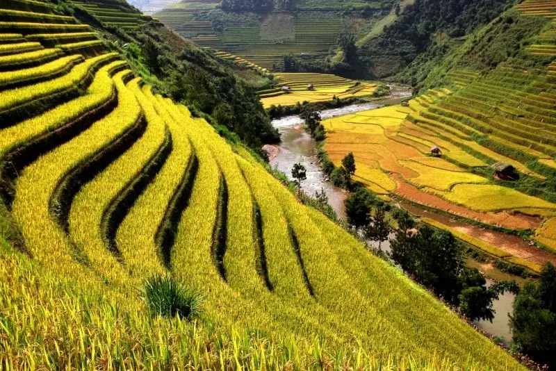 Phong cảnh cánh đồng bao la, với cánh đồng lúa vàng óng ánh trong ánh nắng chiều. Phong cảnh cánh đồng bao la, với cánh đồng lúa vàng óng ánh trong ánh nắng chiều.