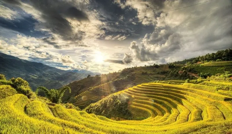Cánh đồng lúa bạt ngàn trong phong cảnh cánh đồng tạo nên một không gian mát mẻ và tươi mới. Cánh đồng lúa bạt ngàn trong phong cảnh cánh đồng tạo nên một không gian mát mẻ và tươi mới.