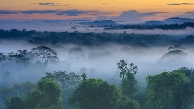 Thiên nhiên rừng nhiệt đới xanh tươi, nơi chứa đựng sự sống đa dạng Thiên nhiên rừng nhiệt đới xanh tươi, nơi chứa đựng sự sống đa dạng