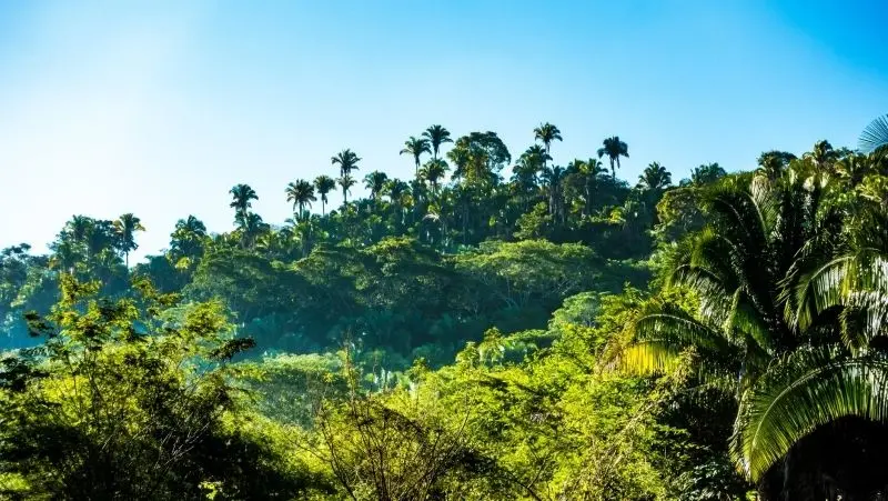 Khám phá thiên nhiên rừng nhiệt đới hoang sơ, nơi lưu giữ sự sống đa dạng Khám phá thiên nhiên rừng nhiệt đới hoang sơ, nơi lưu giữ sự sống đa dạng