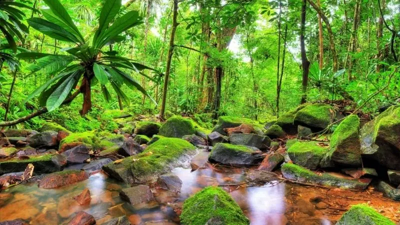Thiên nhiên rừng nhiệt đới, nơi lý tưởng để nghỉ ngơi và thư giãn Thiên nhiên rừng nhiệt đới, nơi lý tưởng để nghỉ ngơi và thư giãn