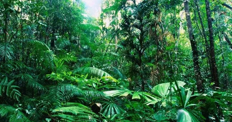 Thiên nhiên rừng nhiệt đới xanh ngát, nơi hòa quyện giữa cây cối và động vật Thiên nhiên rừng nhiệt đới xanh ngát, nơi hòa quyện giữa cây cối và động vật