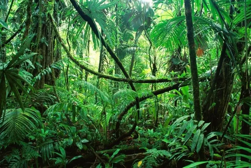 Thiên nhiên rừng nhiệt đới đầy âm thanh của muôn loài, sống động và tràn trề sức sống Thiên nhiên rừng nhiệt đới đầy âm thanh của muôn loài, sống động và tràn trề sức sống