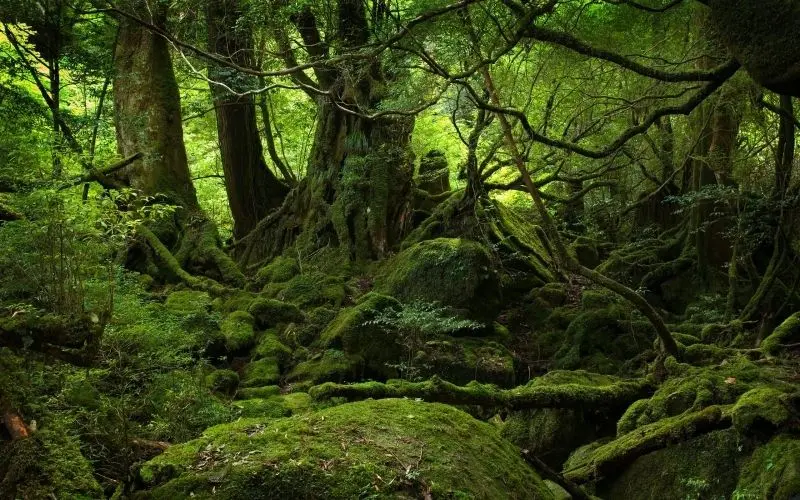 Khám phá vẻ đẹp thiên nhiên rừng nhiệt đới, nơi những tia nắng xuyên qua tán lá Khám phá vẻ đẹp thiên nhiên rừng nhiệt đới, nơi những tia nắng xuyên qua tán lá