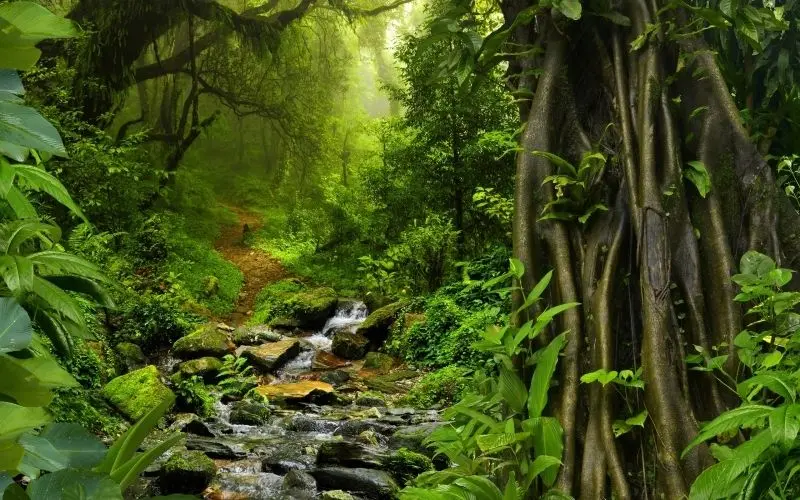 Thiên nhiên rừng nhiệt đới kỳ ảo, nơi bạn có thể hòa mình với thiên nhiên Thiên nhiên rừng nhiệt đới kỳ ảo, nơi bạn có thể hòa mình với thiên nhiên