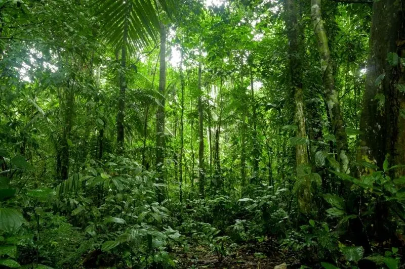 Thiên nhiên rừng nhiệt đới tràn đầy sắc màu và âm thanh sống động của muôn loài Thiên nhiên rừng nhiệt đới tràn đầy sắc màu và âm thanh sống động của muôn loài