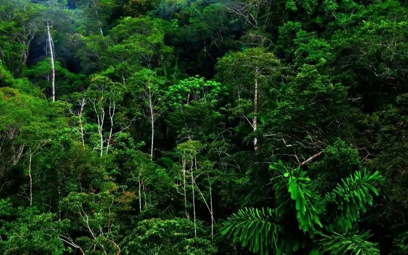 Khám phá thiên nhiên rừng nhiệt đới đầy màu sắc và âm thanh sống động Khám phá thiên nhiên rừng nhiệt đới đầy màu sắc và âm thanh sống động
