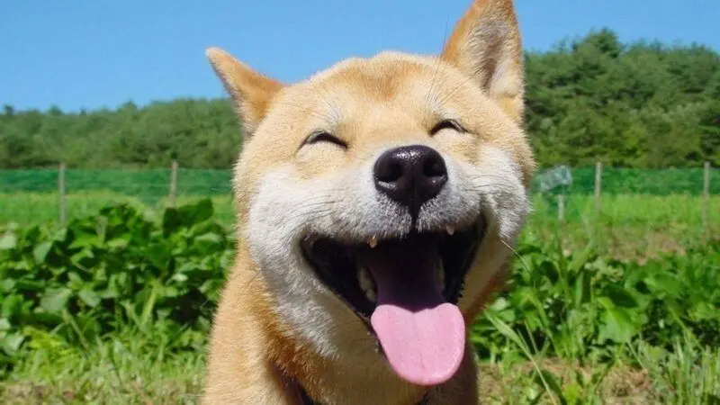 Shiba meme cười hài hước và độc đáo