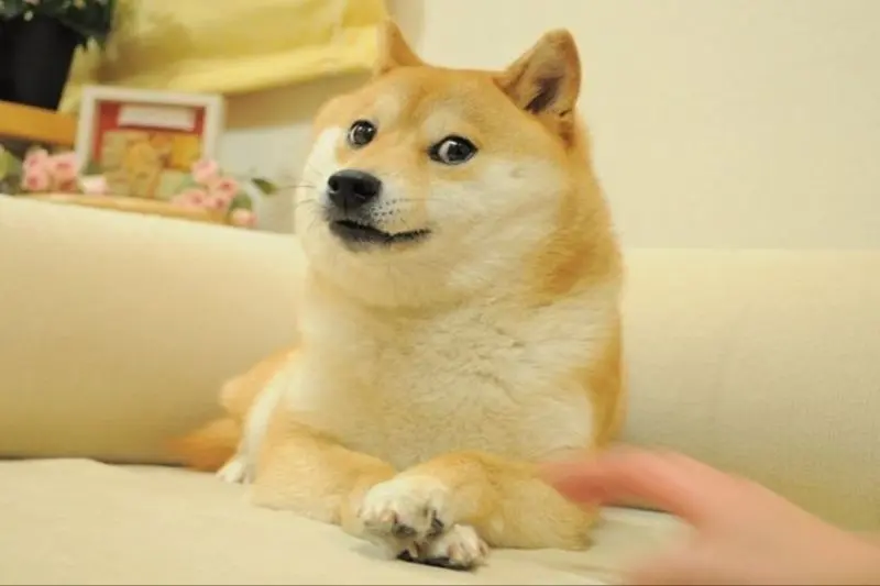 Shiba meme khoanh chân hài hước