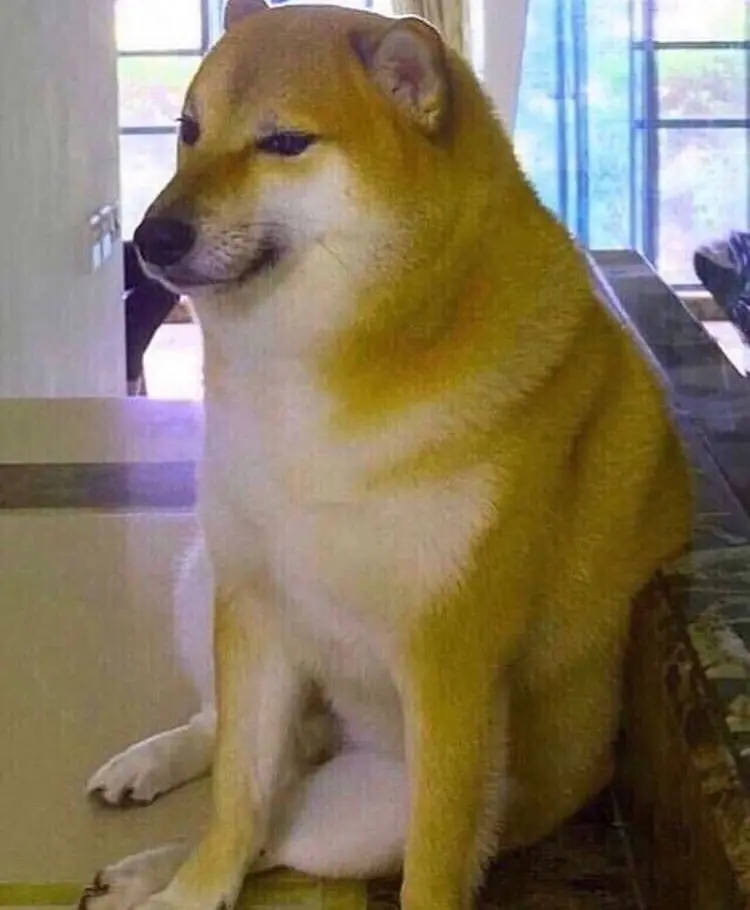 Shiba meme nổi tiếng trên mạng xã hội
