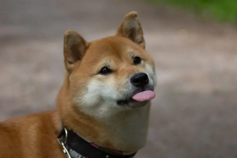 Shiba meme với khoảnh khắc cười không ngớt