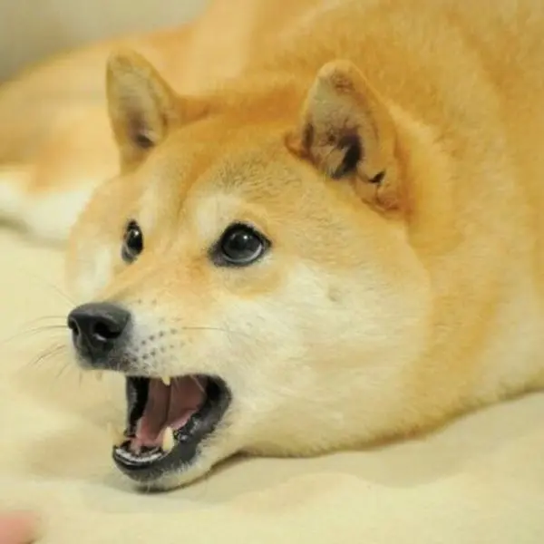 Shiba meme khiến ai cũng bật cười