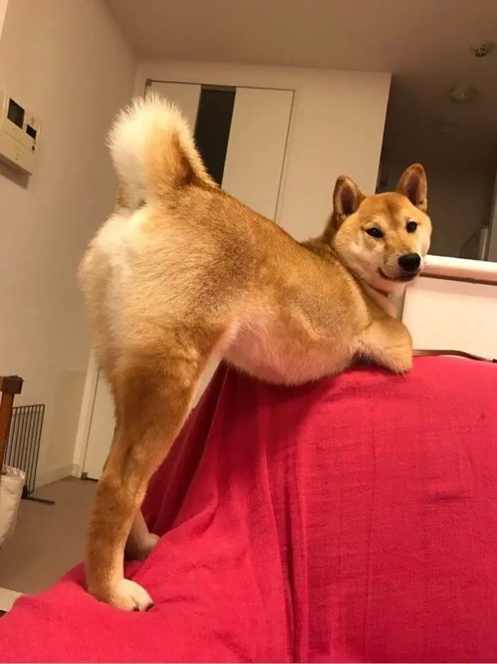 Shiba meme đáng yêu cho fan của giống chó Shiba