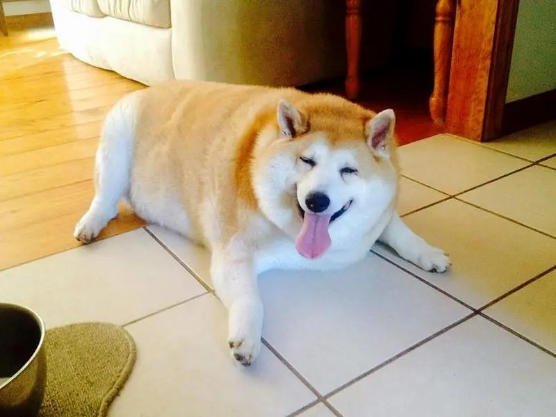 Meme Shiba dễ thương với biểu cảm hài hước