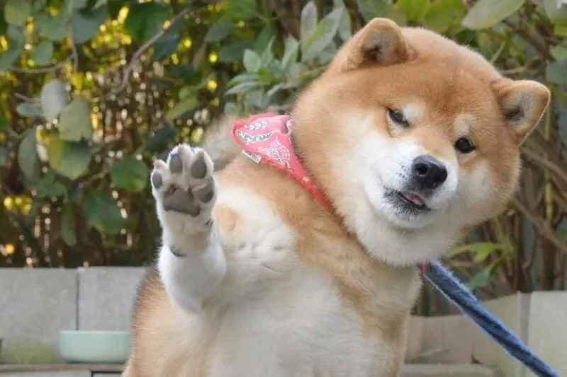 Shiba meme mang lại niềm vui cho cả ngày