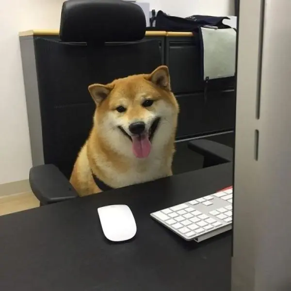 Shiba meme với những biểu cảm hài