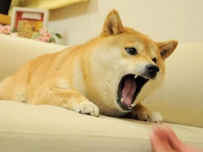 Meme Shiba ngộ nghĩnh khiến bạn cười thả ga
