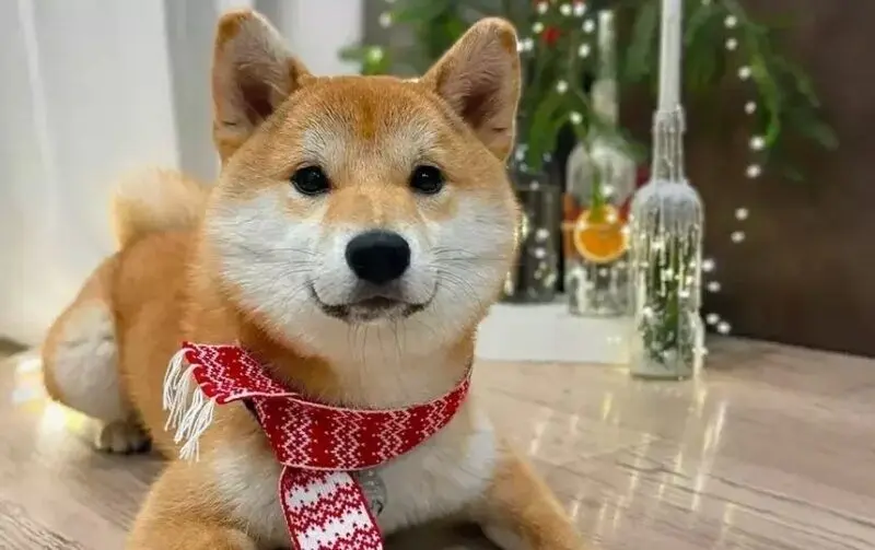 Shiba meme gây sốt cộng đồng mạng