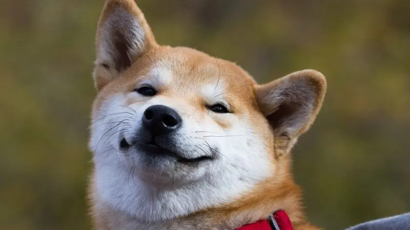 Shiba meme hài hước mang lại cảm giác vui vẻ