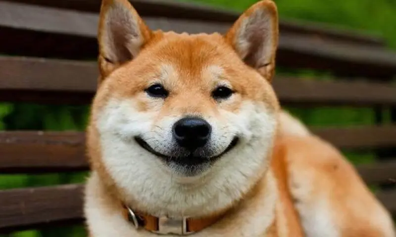 Meme Shiba khiến mạng xã hội bùng nổ