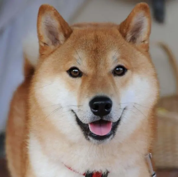 Shiba meme làm ai cũng phải cười