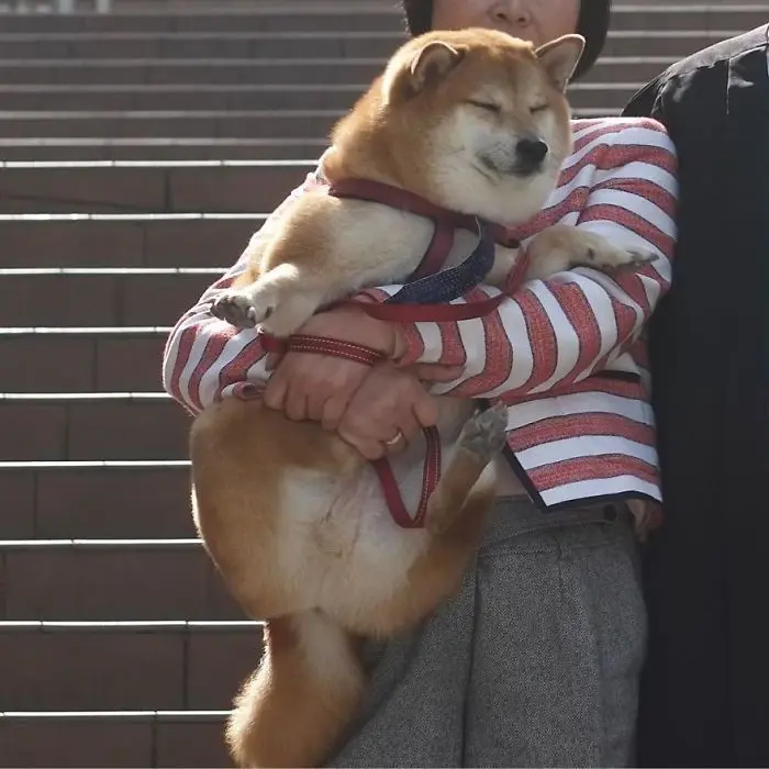 Shiba meme nổi bật với các biểu cảm dễ thương