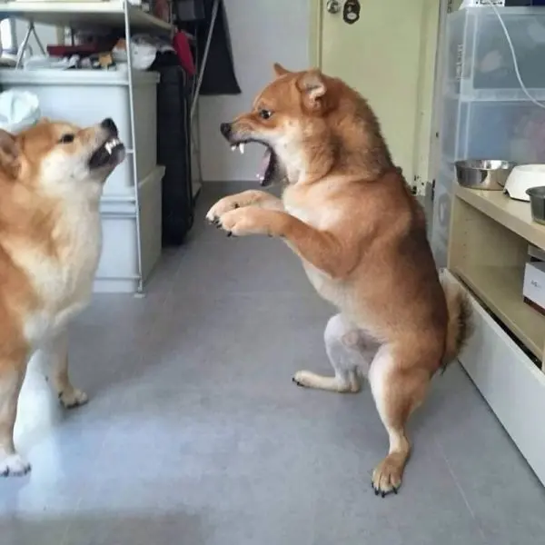 Shiba meme đáng yêu với nhiều tình huống hài