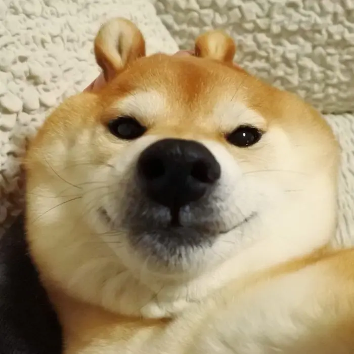 Shiba meme thú vị dành cho fan của Shiba
