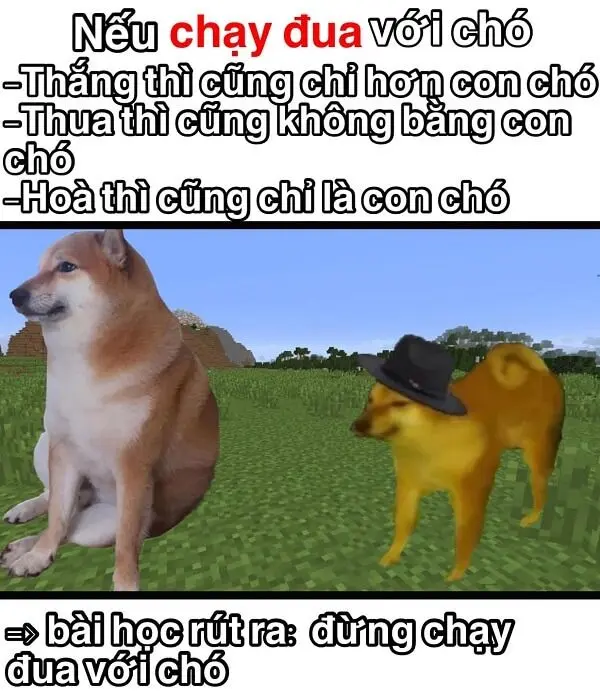 Shiba meme vui nhộn khiến ngày của bạn thêm rực rỡ